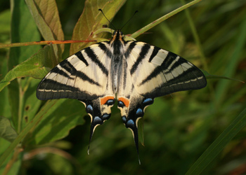 Segelfalter (Iphiclides podalirius) - © Emanuel Trummer